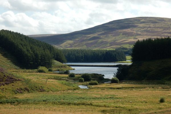 Looking towards the reservoir with pine trees on either side and heather covered hill in the distance.