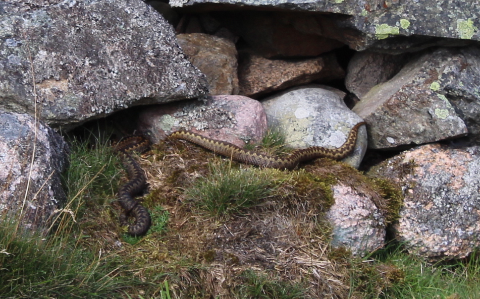 Berwickshire placenames — where are the adders?