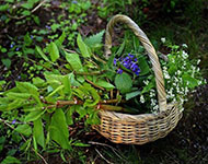A wicker basket of foraged herbs and plants.