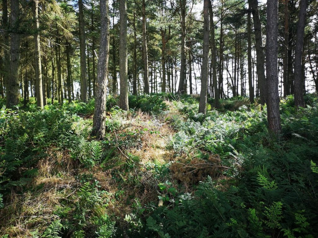 Pine woodland and bracken covered ground along Bunkle Edge.