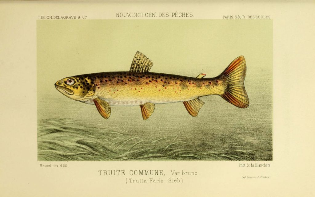 Drawing of a river trout.