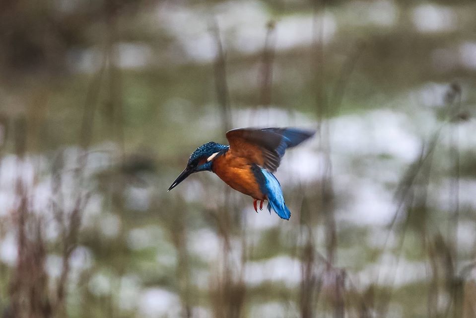 Kingfisher hovering in flight, looking for fish.