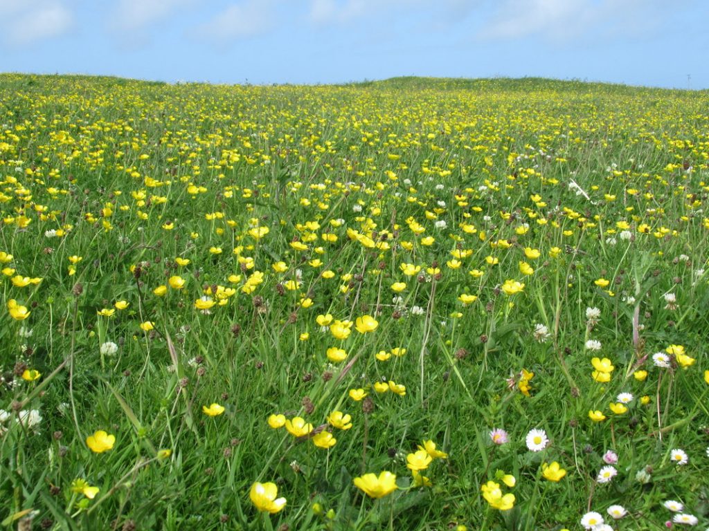A carpet of buttercups, daisies and occasional orchids.
