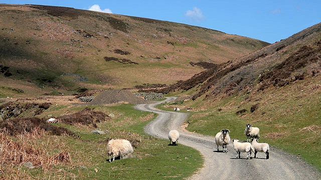 Sheep on a winding rough track that runs along a narrow valley