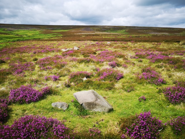 A ring of low stones in open moorland with purple heather